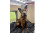 Bodie Chow Chow Young Male