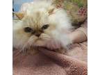 Lola Persian Senior Female