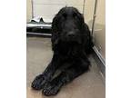 Mary Labradoodle Young Female