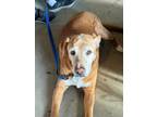 Adopt Wilbur a Labrador Retriever