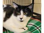 6347 Daisy Domestic Shorthair Kitten Female