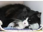 Emma Domestic Longhair Kitten Female