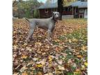 Echo Weimaraner Senior Female