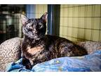 Luna Domestic Shorthair Senior Female