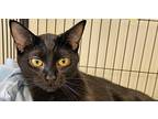 6377 Jade Domestic Shorthair Kitten Female