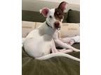 Adopt Harvey a Pointer, Pit Bull Terrier