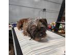 Charm- adoption pending Shih Tzu Young Female