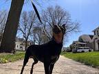 Nolan $475 Miniature Pinscher Adult Male