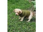 Get-A-Long $250 Poodle (Standard) Senior Male