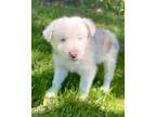 Adopt Titan a Australian Shepherd