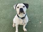 Hamilton American Bulldog Adult Male