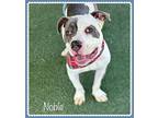 NOBLE - see video American Bulldog Adult Male