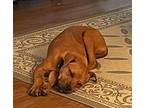 Fern Hound (Unknown Type) Puppy Female