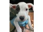 Swiss American Pit Bull Terrier Puppy Male
