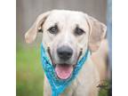 Adopt Hennessy a Anatolian Shepherd, Black Mouth Cur