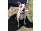 Petey-in a Foster Home American Bulldog Young Male