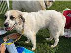 Naomi Anatolian Shepherd Young Female