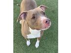 Angel American Pit Bull Terrier Adult Female