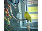Adopt PARAKET 19 a Parakeet (Other)