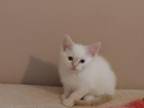 Summer Flame Point Siamese Kittens