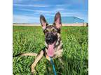Nicholas Shepherd (Unknown Type) Puppy Male