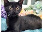 Jan Domestic Shorthair Kitten Female