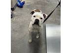 Mallow Boxer Adult Female