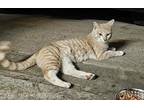 Gideon Domestic Shorthair Young Male
