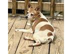 BB Jones (aka Betty Boop) D2023 in RI Jack Russell Terrier Senior Female