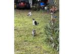 Piglet Domestic Shorthair Kitten Female