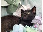 Greg (adoption pending) Domestic Shorthair Kitten Male