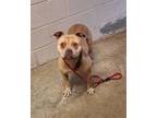 Nyla American Pit Bull Terrier Adult Female