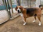 Gunter Treeing Walker Coonhound Adult Male