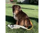 Kingsley Australian Shepherd Young Male