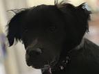 Billie Belichick Boxer Puppy Female