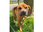 Josephine American Pit Bull Terrier Adult Female