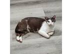 Chuck needs kitty friend Russian Blue Adult Male
