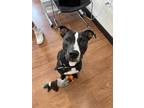 Kash* American Pit Bull Terrier Young Male