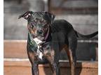 Lucy Mountain Cur Adult Female