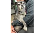 Randy Pug Adult Male