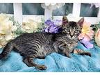 Cindy (adoption pending) Domestic Shorthair Kitten Female
