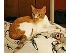 Elton Domestic Shorthair Kitten Male