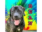 Bean Puppy Female