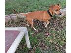 Scooby Dachshund Adult Male