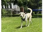 Vanloo, Julie Labrador Retriever Young Male