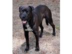 Juan Labrador Retriever Adult Male