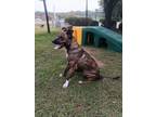 Honeycomb (HW+) Plott Hound Young Female