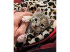 Comet Calico Kitten Female