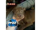 Cash Puppy Female