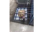 Bucket American Pit Bull Terrier Adult Male
